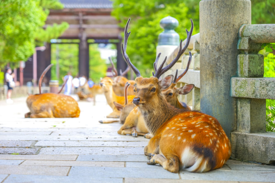 奈良のシカたち
